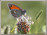 Myrtils